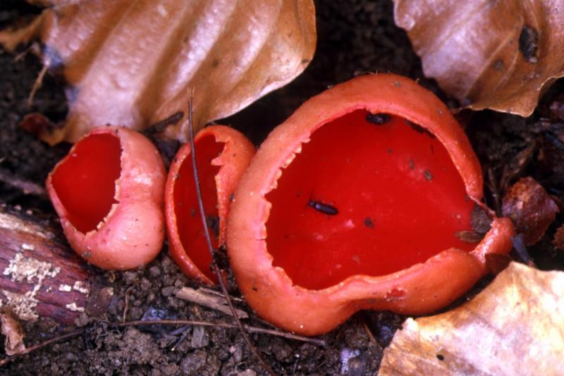 Sarcoscypha coccinea/Peciza escarlata, Txanogorritxua, Caperucita roja